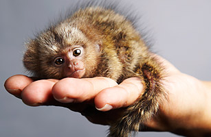 Top 10 Smallest Living Animals 