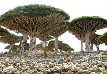 Socotra, Yemen Socotra, Yemen