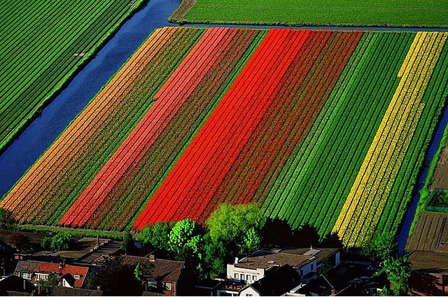  Tulip fields - Lisse, Holland