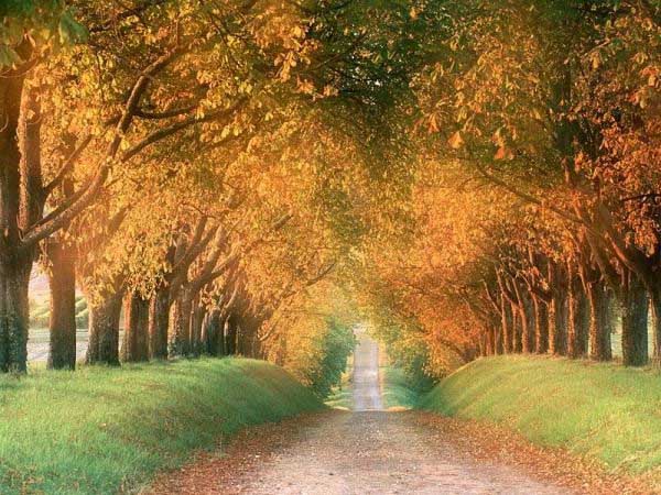 Autumn Tree Tunnel, USA