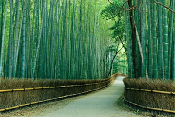 Bamboo Path, Japan