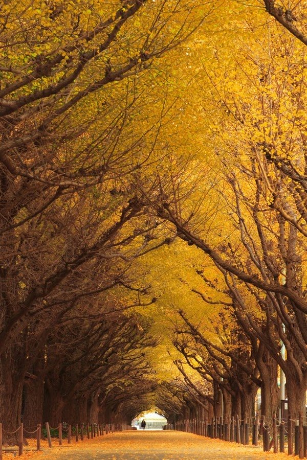 Ginkgo Tree Tunnel, Japan