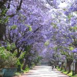 Top 10 Most Amazing Tree Tunnels