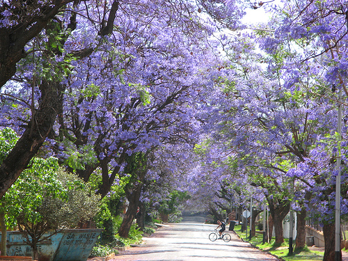 jacarandas walk Most Beautiful Tree Tunnels Around the World