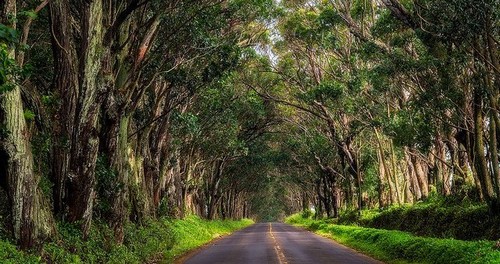 Kauai Tree Tunnel 