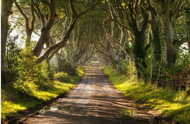 The Dark Hedges, Northern Ireland