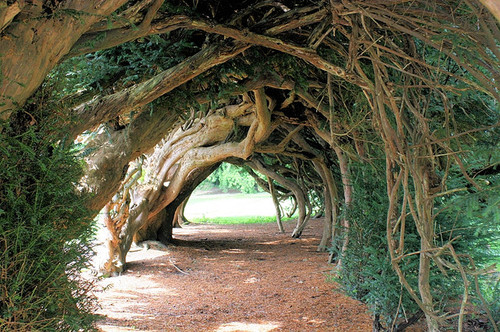 Yew Tunnel, UK