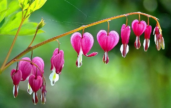 Bleeding Heart Flower