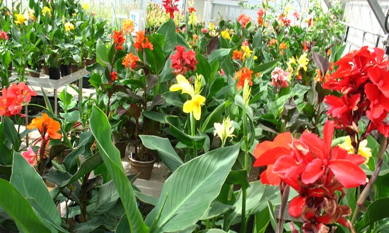 Canna Flower