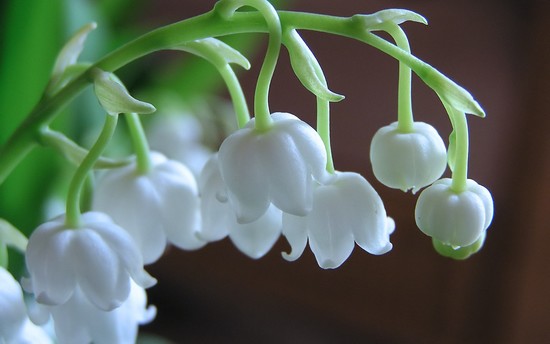 Lily of the Valley