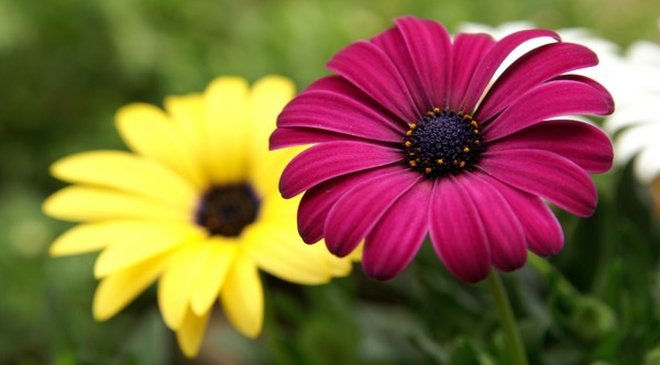 Hasil carian imej untuk beautiful flower images