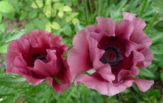 Oriental Poppy