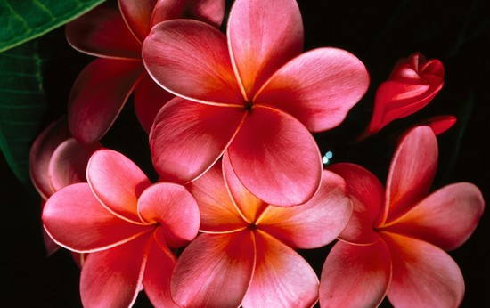 Plumeria