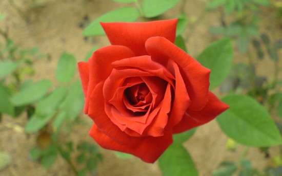 Red Rose