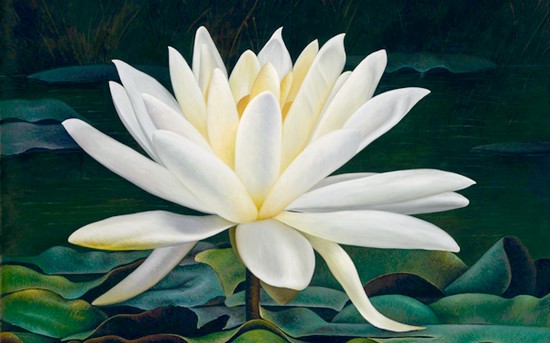 White Lotus