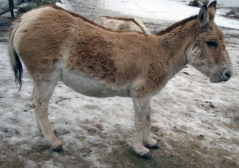 10 fastest animals in the world (+Photos) 10 fastest animals in the world (+Photos)