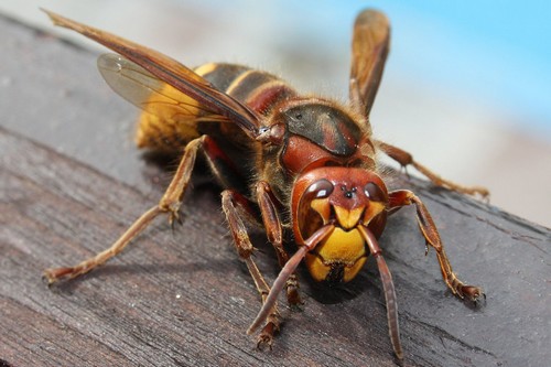 10 Most Terrifying insects