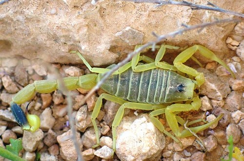 10 Most Terrifying insects