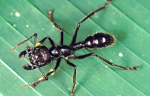 10 Most Terrifying insects