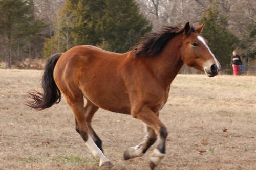 10 Prettiest Horses