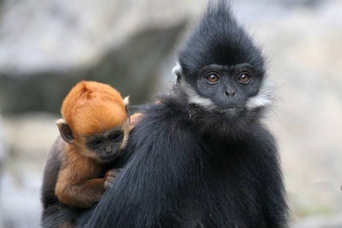 François' langur with baby François' langur