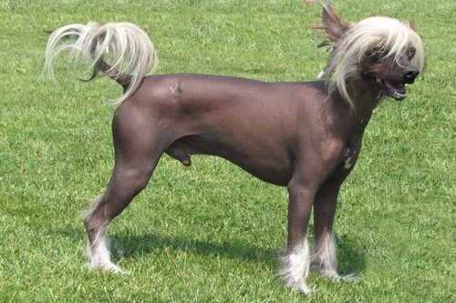Chinese Crested Hairless