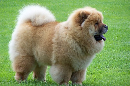 Most Expensive Dog Breeds