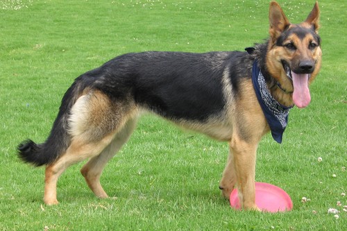 German Shepherd Dog