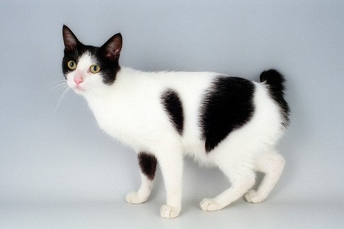 Japanese Bobtail