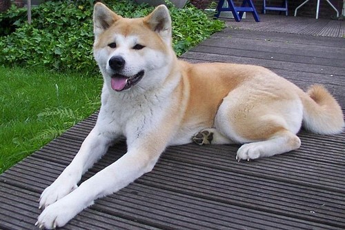 Japanese-style Akita