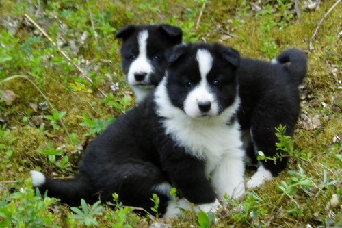 Unique Dog Breeds 