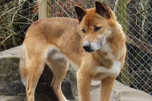 Unique Dog Breeds 