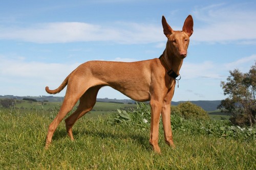 Pharaoh Hound Dog