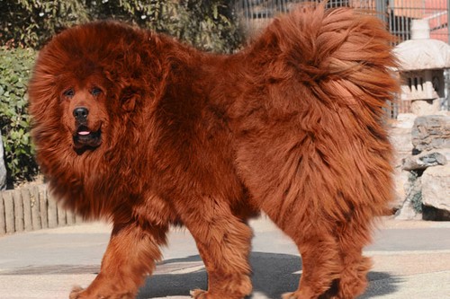 Red Tibetan Mastiff