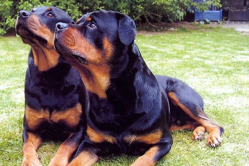 Rottweiler