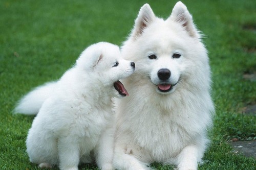 Samoyed Dogs