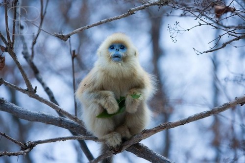 Snub-nosed Monkey