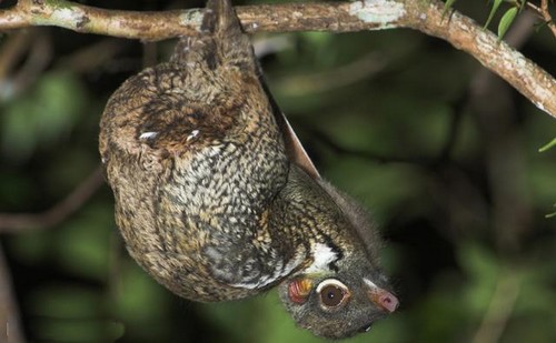 Sunda Flying Lemur