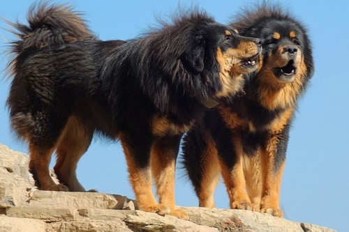 Unique Dog Breeds 