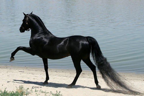 Black Arabian Horse