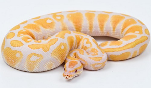 Lavender Albino Ball Python