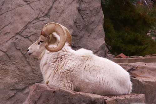 ram, male sheep