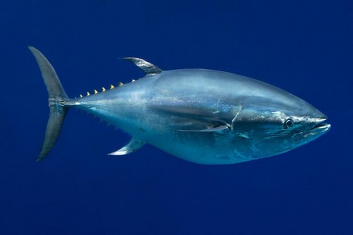 Pacific Bluefin Tuna