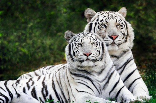 White Bengal Tigers