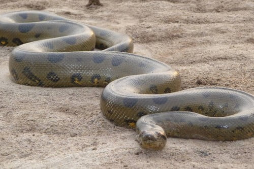 Most Dangerous Snake Species 