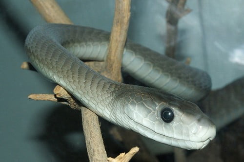 Black Mamba