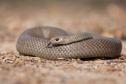 Eastern Brown Snake