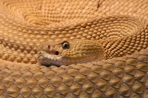 What is the deadliest snake in the world?