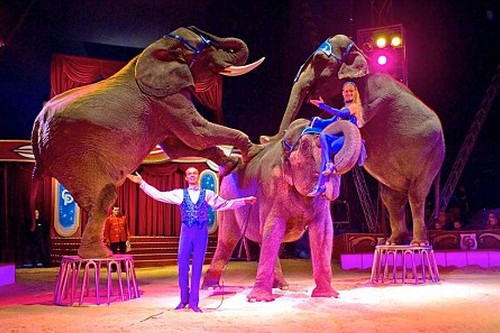 Jumbo, the Circus Elephant