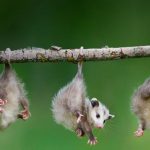 Myths about the Animal Kingdom